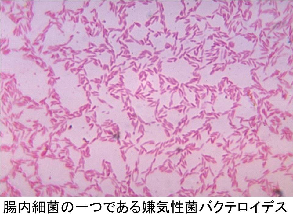 Bacteroides.jpg