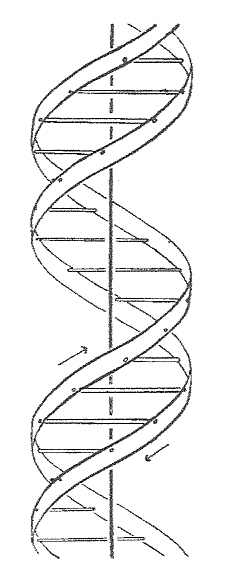 DNA.jpg