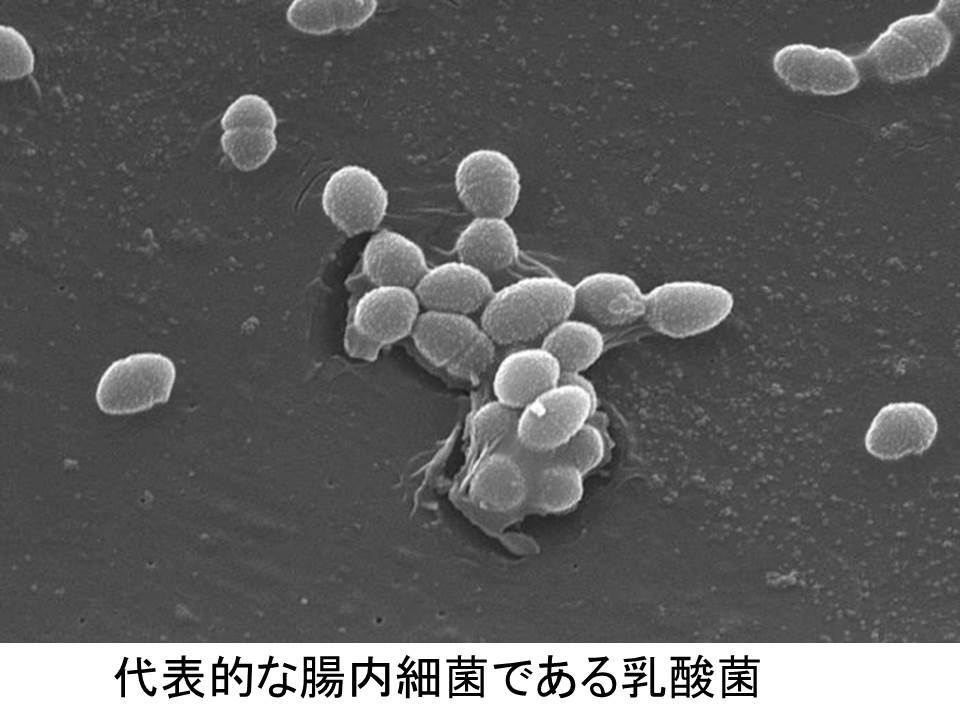 enterococcus.jpg